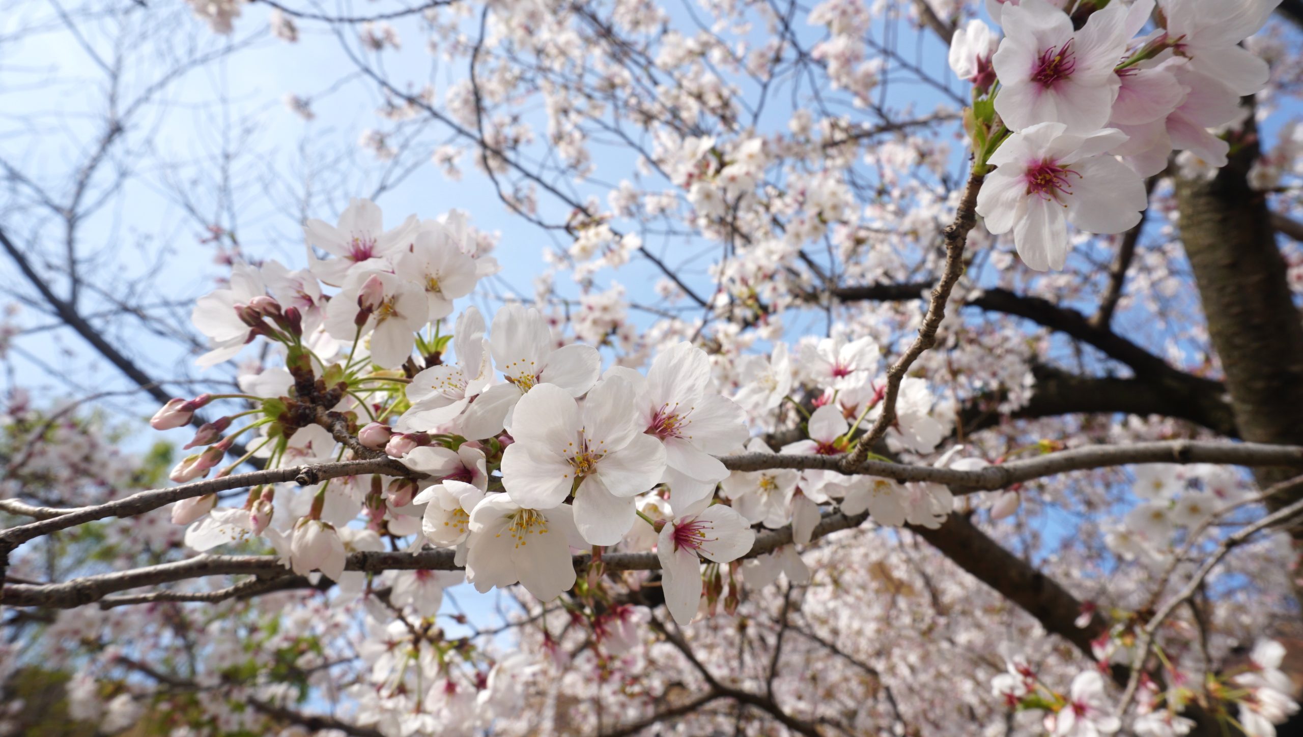 池田市、米阪ギター教室